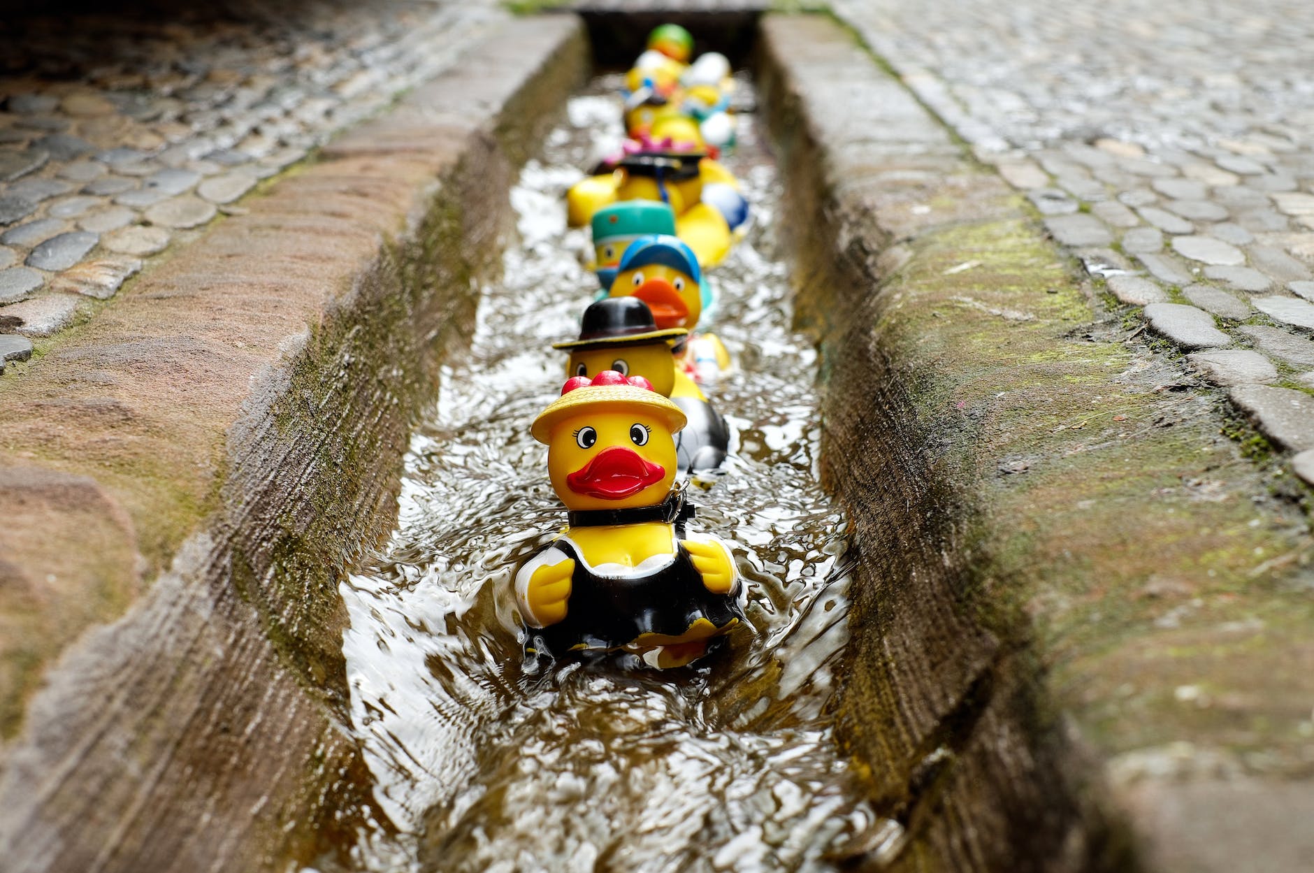 a bunch of colorful plastic ducks floating in a row down a flowing gutter, facing toward the viewer