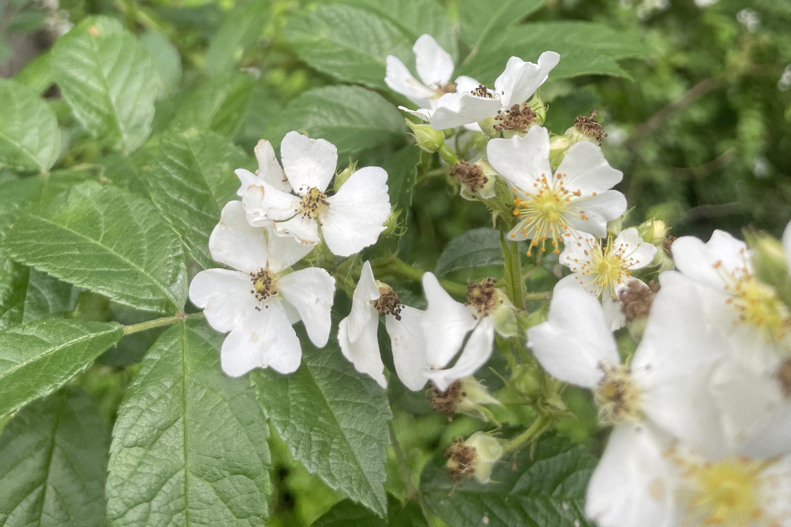 Wild white roses from my backyard, against a mass of deep green leaves. 
