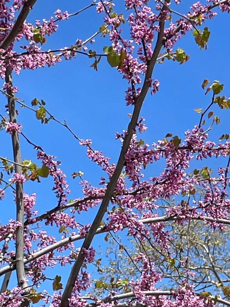 Pink-purple flowering tree branches with sparse green leaves, all against a brilliant blue sky