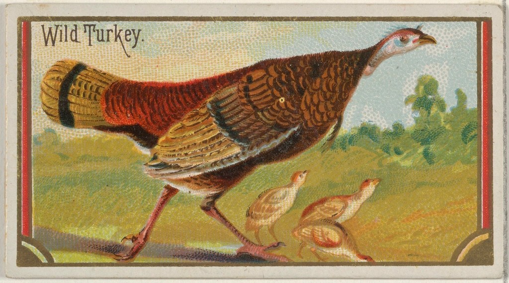 A Victorian illustration of a wild turkey walking in a rural landscape, with three baby turkeys grazing at its feet.
